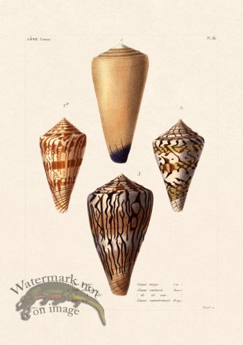 French Shell 036